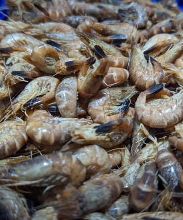 Crevettes grises cuites