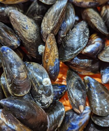 Moules de Bouchot