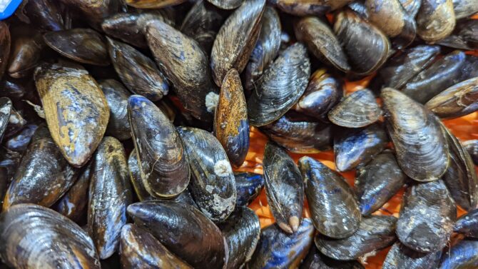 Moules de Bouchot